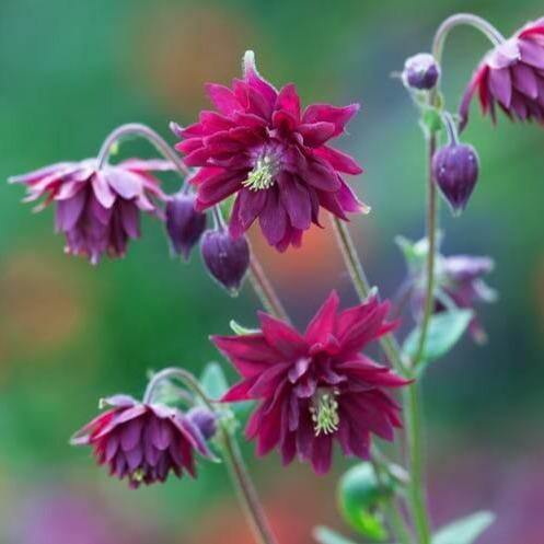 Aquilegia vulgaris: RUBY PORT butaşi trandafiri de grădină în ghiveci sau rădăcină liberă