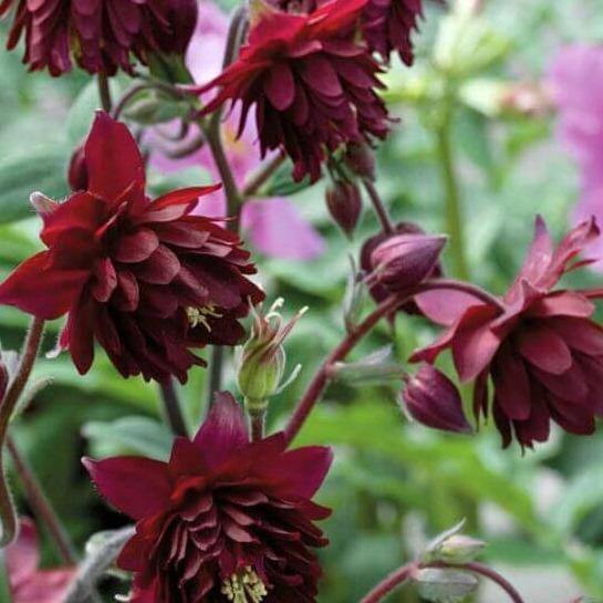 Aquilegia vulgaris: RUBY PORT butaşi trandafiri de grădină în ghiveci sau rădăcină liberă