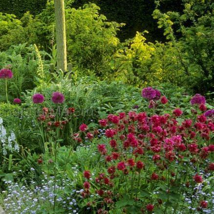 Aquilegia vulgaris: RUBY PORT butaşi trandafiri de grădină în ghiveci sau rădăcină liberă