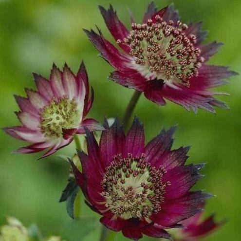Astrantia major: MOULIN ROUGE butaşi trandafiri de grădină în ghiveci sau rădăcină liberă