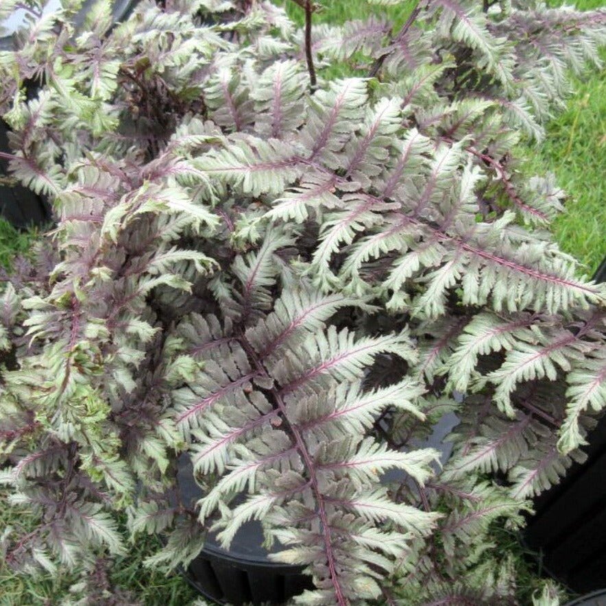 ATHIRIUM : CRESTED SURF Plants butaşi trandafiri de grădină în ghiveci sau rădăcină liberă