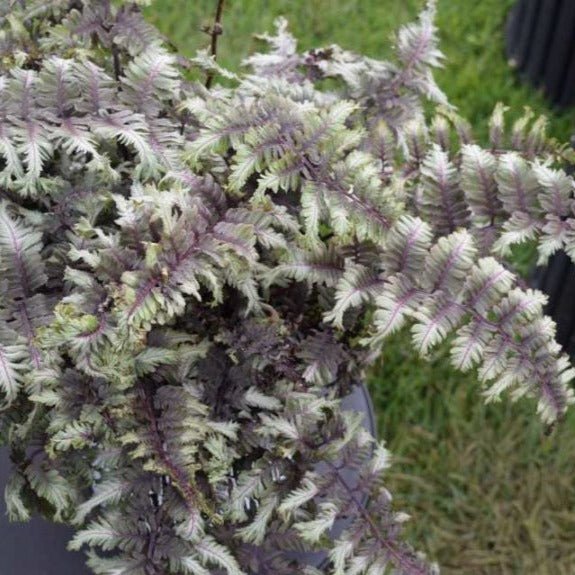 ATHIRIUM : CRESTED SURF Plants butaşi trandafiri de grădină în ghiveci sau rădăcină liberă