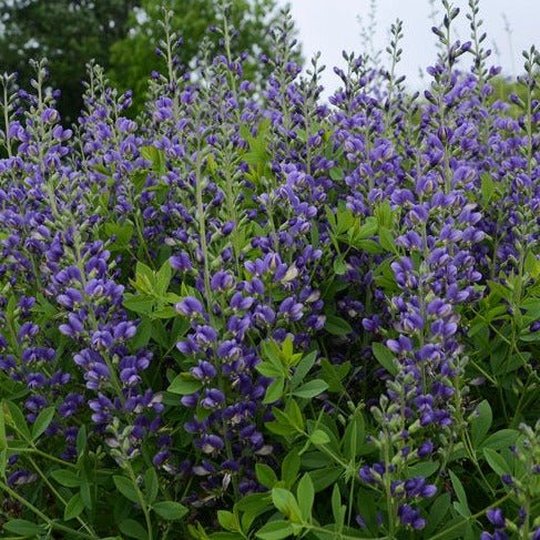 Baptisia Decadence : BLUEBERRY SUNDAY Plants butaşi trandafiri de grădină în ghiveci sau rădăcină liberă