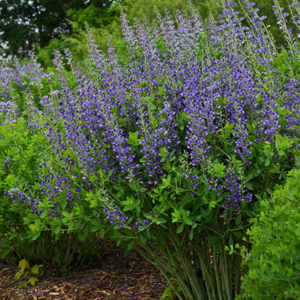 Baptisia Decadence : BLUEBERRY SUNDAY Plants butaşi trandafiri de grădină în ghiveci sau rădăcină liberă