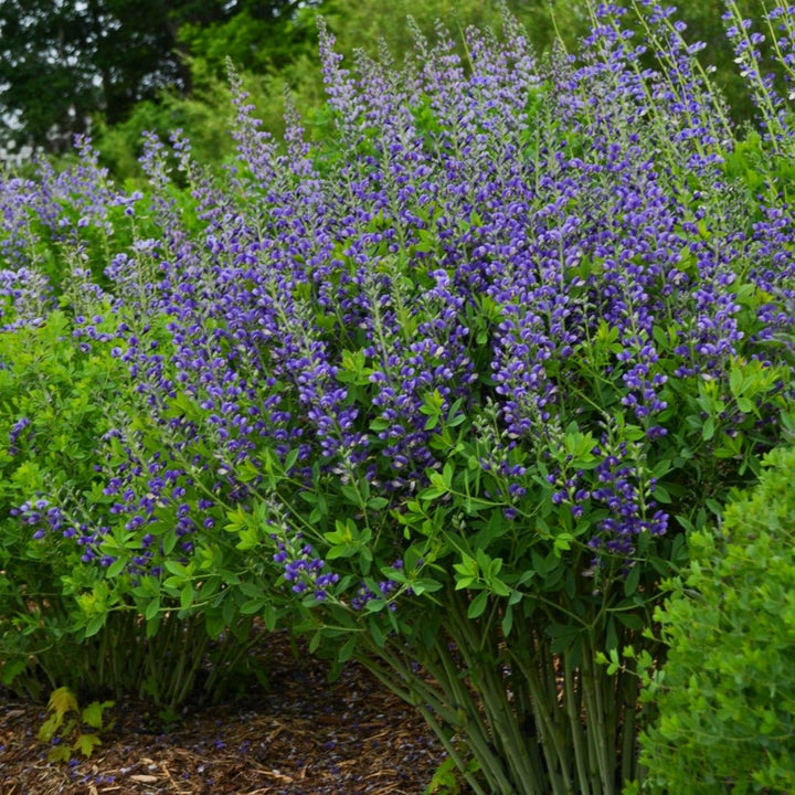 Baptisia Decadence : BLUEBERRY SUNDAY Plants butaşi trandafiri de grădină în ghiveci sau rădăcină liberă