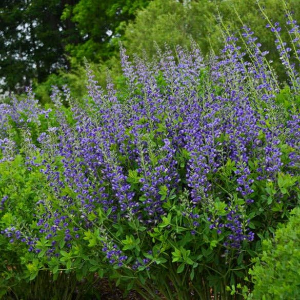 Baptisia Decadence : BLUEBERRY SUNDAY Plants butaşi trandafiri de grădină în ghiveci sau rădăcină liberă
