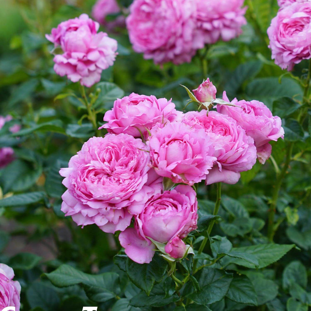 Famous Roses