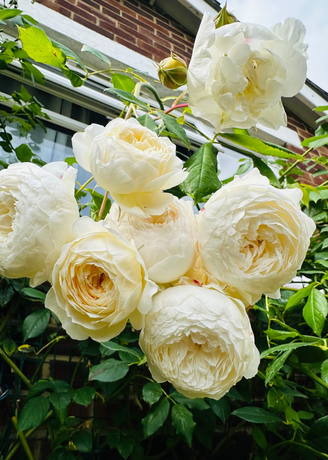 Famous Roses
