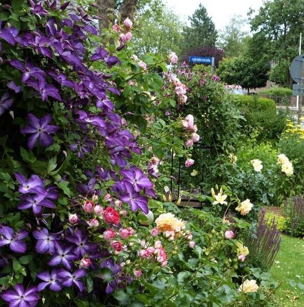 Clematis Viticella Venosa Violacea Perene butaşi trandafiri de grădină în ghiveci sau rădăcină liberă