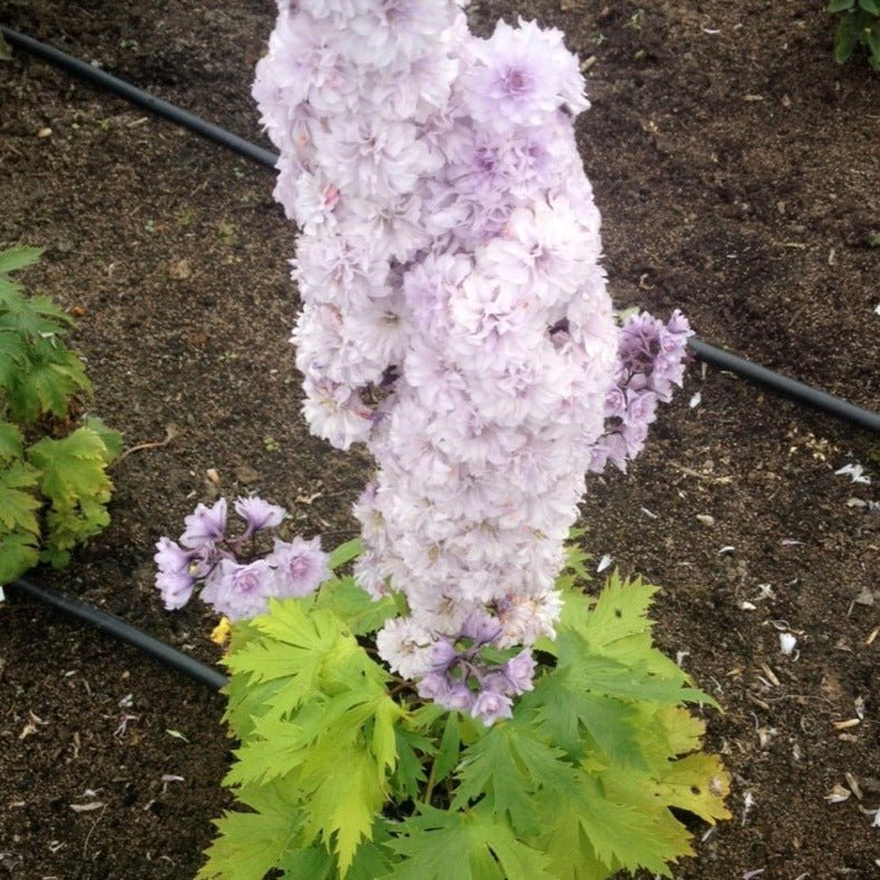 Delphinium Highlander: CHA CHA Plants butaşi trandafiri de grădină în ghiveci sau rădăcină liberă