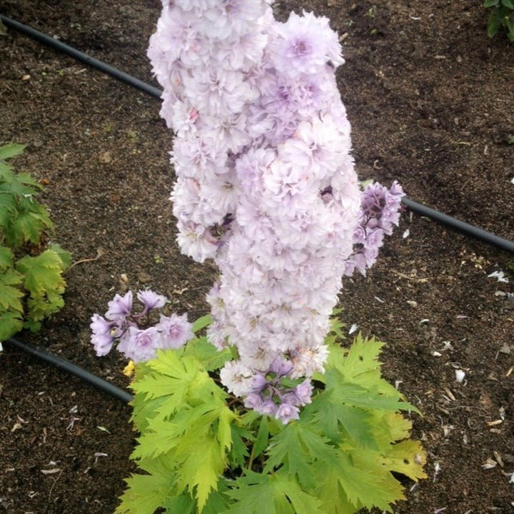 Delphinium Highlander: CHA CHA Plants butaşi trandafiri de grădină în ghiveci sau rădăcină liberă