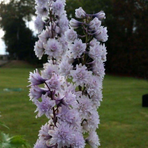 Delphinium Highlander: CHA CHA Plants butaşi trandafiri de grădină în ghiveci sau rădăcină liberă
