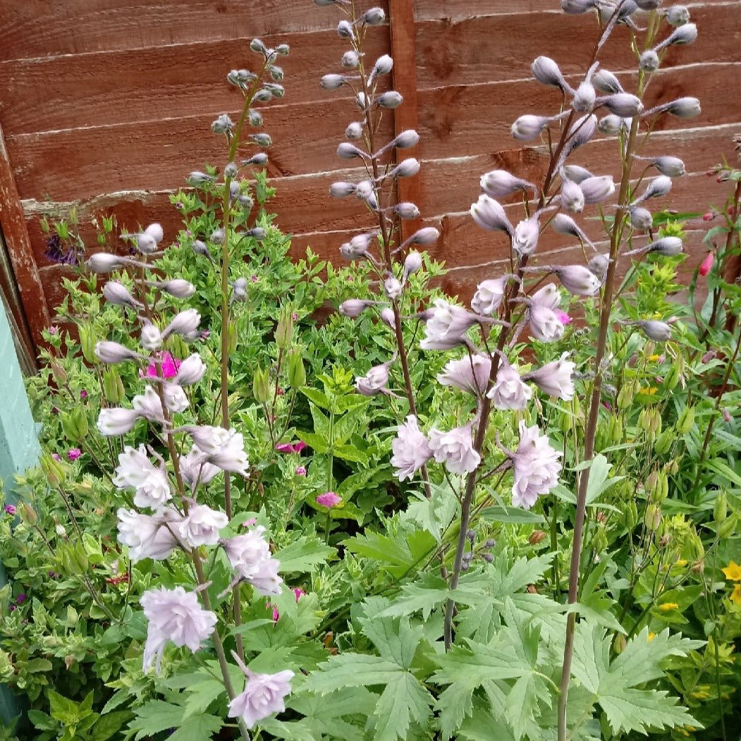 Delphinium Highlander: CHA CHA Plants butaşi trandafiri de grădină în ghiveci sau rădăcină liberă