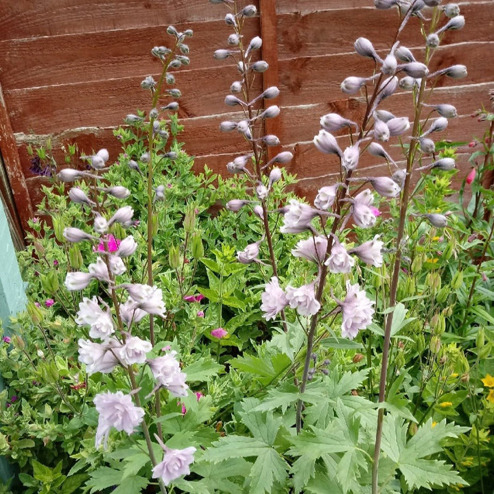 Delphinium Highlander: CHA CHA Plants butaşi trandafiri de grădină în ghiveci sau rădăcină liberă