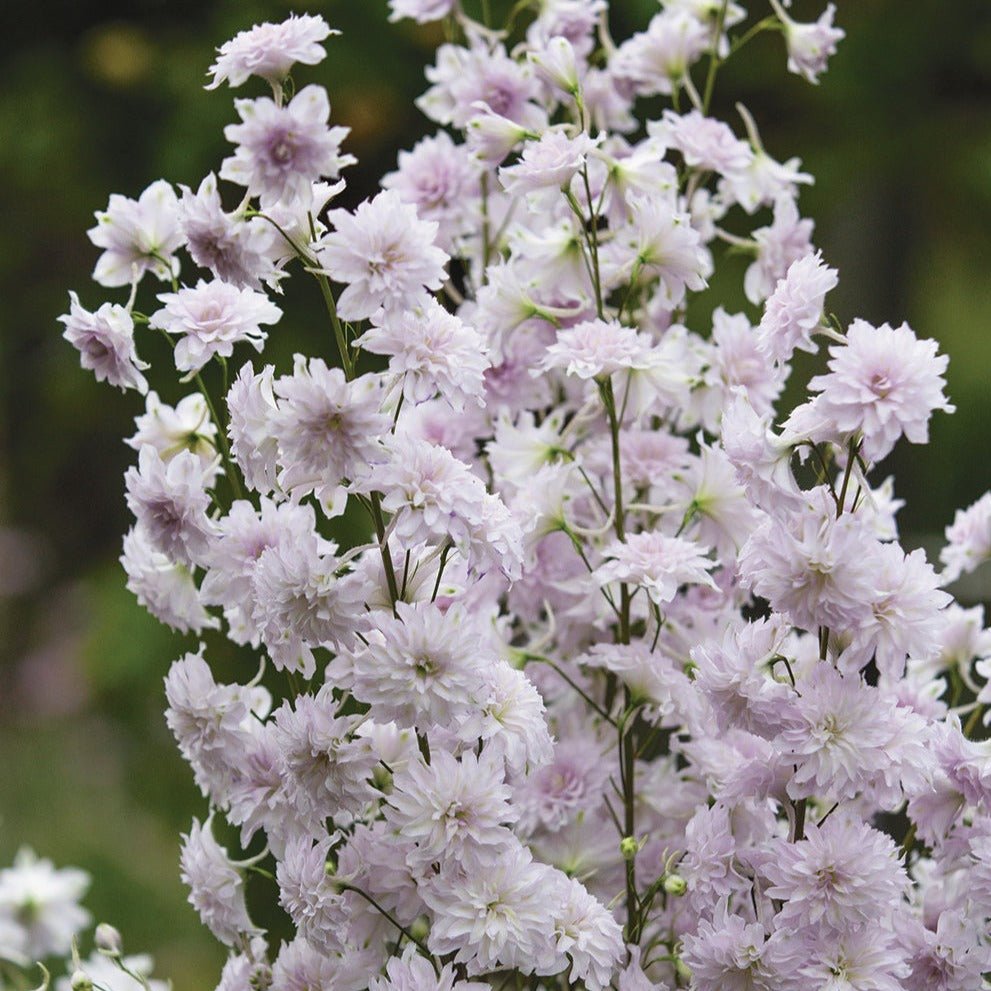 Delphinium Highlander: CHA CHA Plants butaşi trandafiri de grădină în ghiveci sau rădăcină liberă
