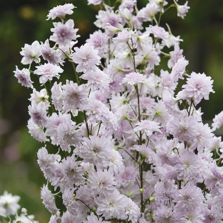 Delphinium Highlander: CHA CHA Plants butaşi trandafiri de grădină în ghiveci sau rădăcină liberă