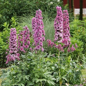 Delphinium Highlander: FLAMENCO Plants butaşi trandafiri de grădină în ghiveci sau rădăcină liberă