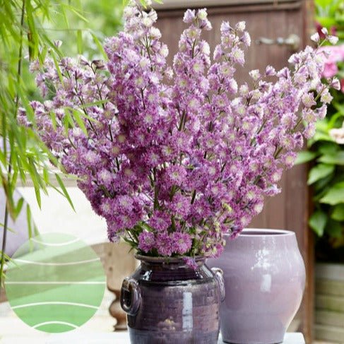 Delphinium Highlander: FLAMENCO Plants butaşi trandafiri de grădină în ghiveci sau rădăcină liberă