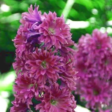 Delphinium Highlander: FLAMENCO Plants butaşi trandafiri de grădină în ghiveci sau rădăcină liberă