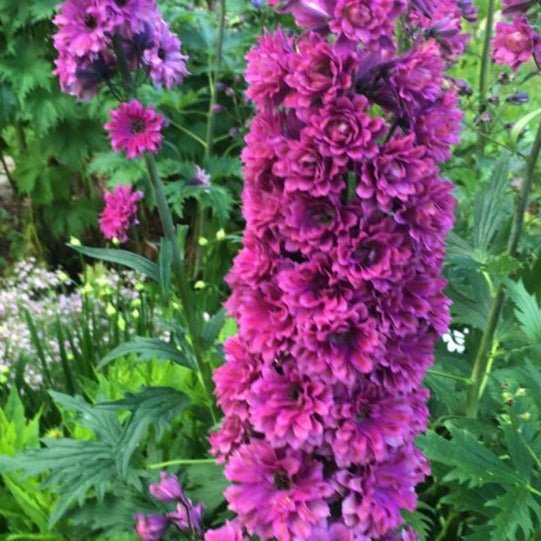 Delphinium Highlander: FLAMENCO Plants butaşi trandafiri de grădină în ghiveci sau rădăcină liberă