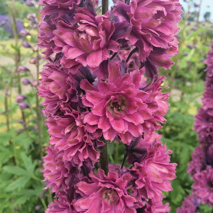 Delphinium Highlander: FLAMENCO Plants butaşi trandafiri de grădină în ghiveci sau rădăcină liberă