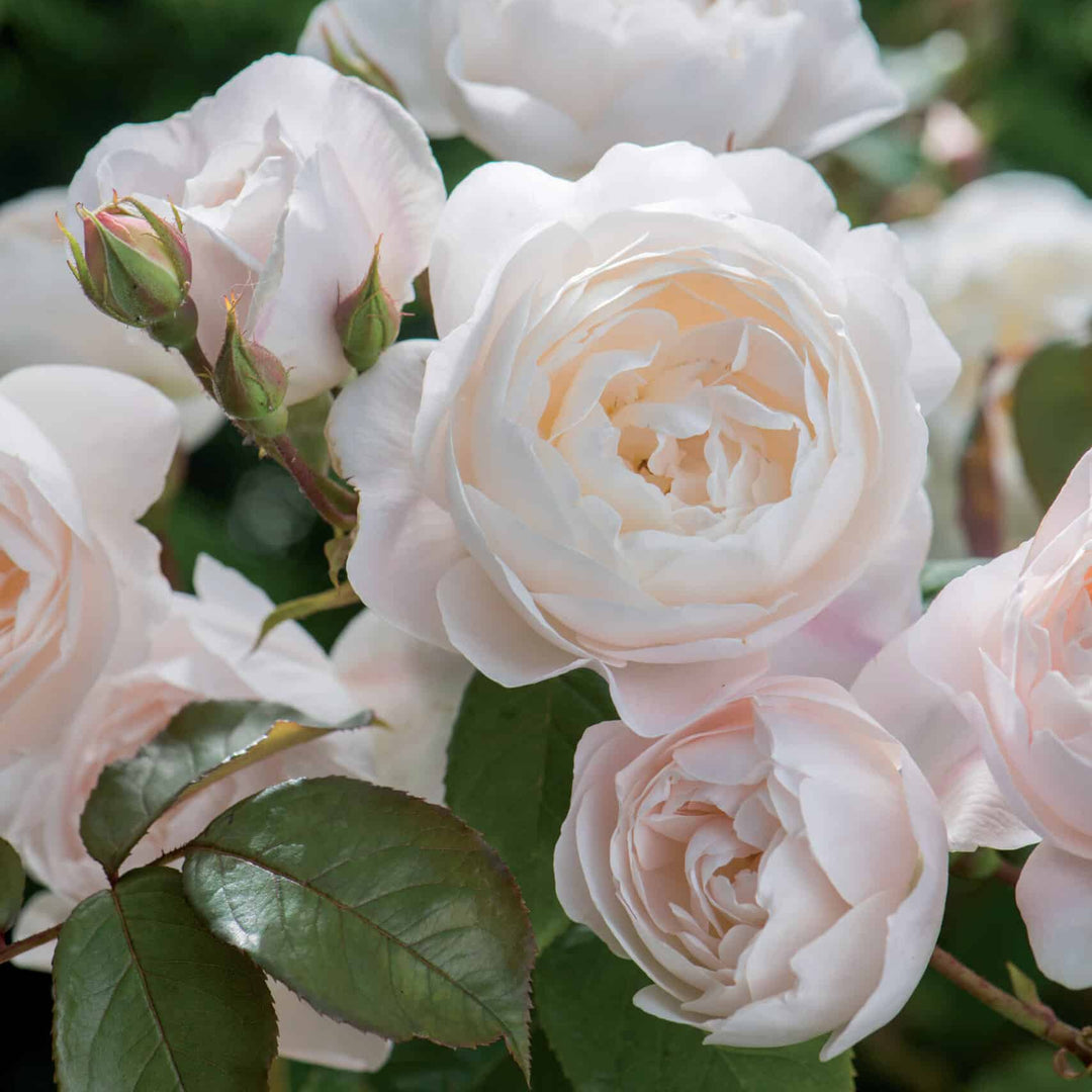 Famous Roses