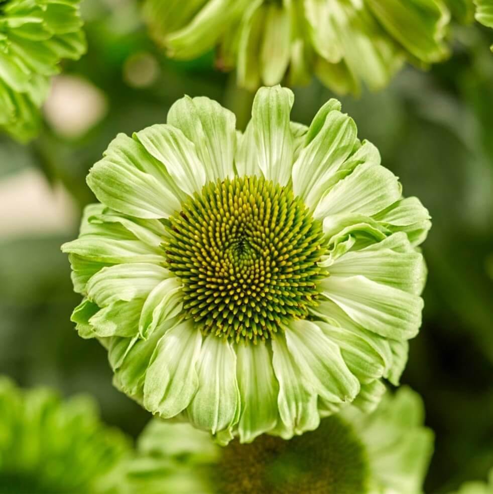 Echinacea hybrida: SUNSEEKERS APPLE GREEN butaşi trandafiri de grădină în ghiveci sau rădăcină liberă