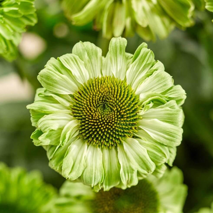 Echinacea hybrida: SUNSEEKERS APPLE GREEN butaşi trandafiri de grădină în ghiveci sau rădăcină liberă