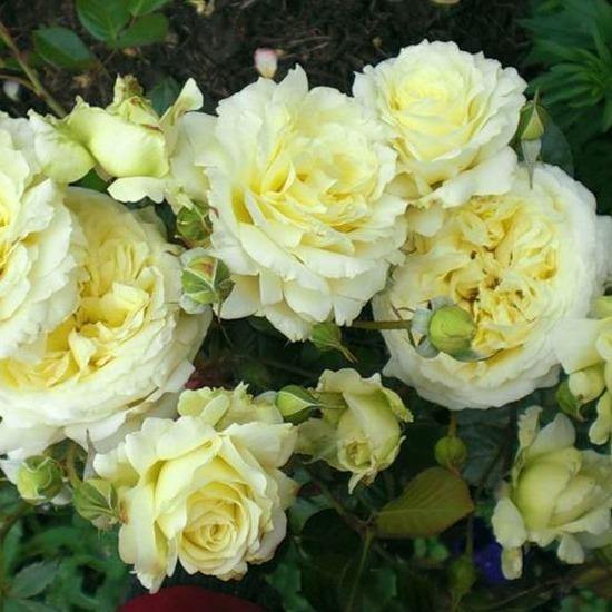 ELFE ® Butasi trandafiri de gradina butaşi trandafiri de grădină în ghiveci sau rădăcină liberă