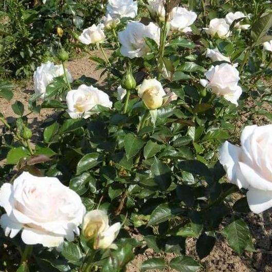 Elvis ® Trandafir Teahibrid butaşi trandafiri de grădină în ghiveci sau rădăcină liberă