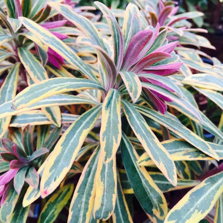 Euphorbia Ascott Rainbow Perene butaşi trandafiri de grădină în ghiveci sau rădăcină liberă