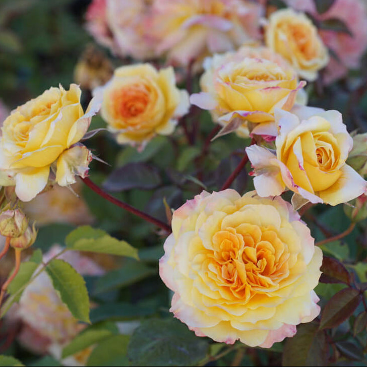 Famous Roses