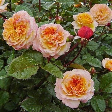 Georges Denjean