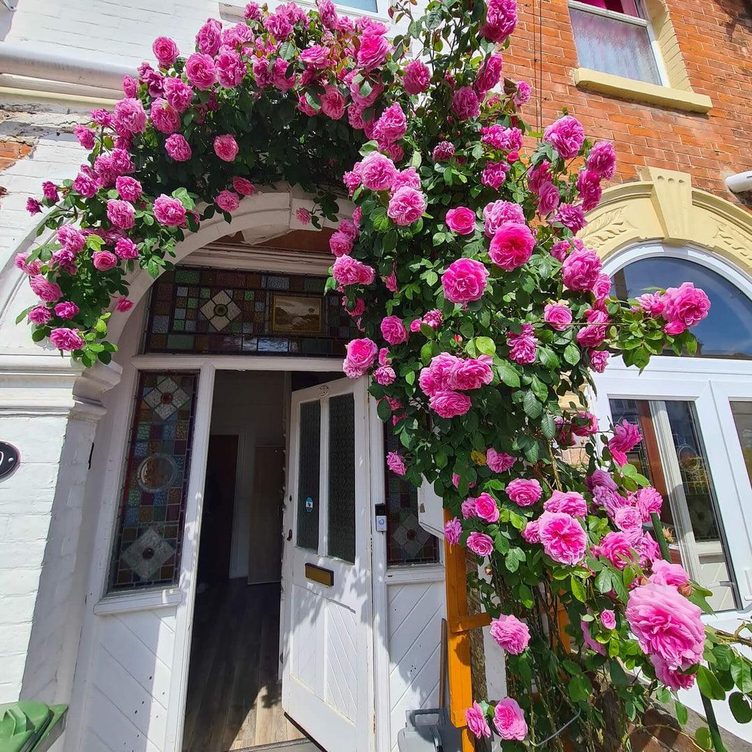 Famous Roses