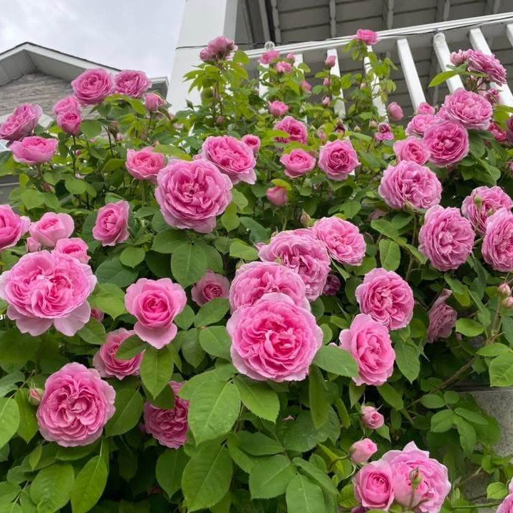 Gertrude Jekyll