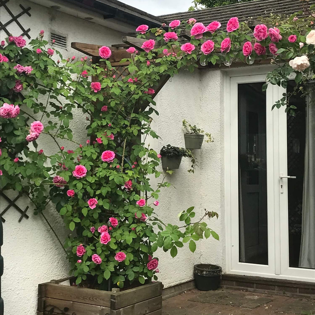 Gertrude Jekyll