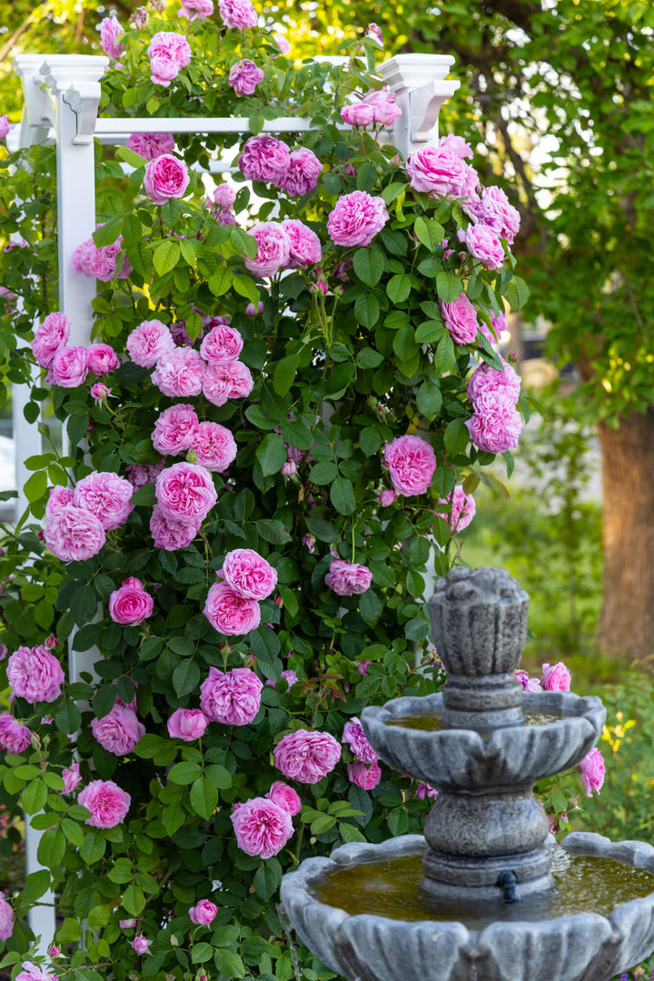 Gertrude Jekyll