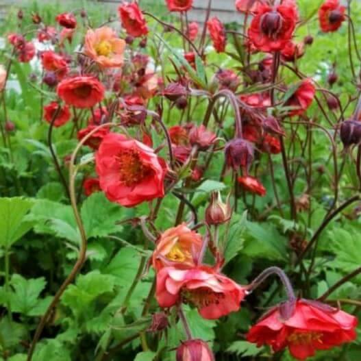 Geum coccineum: FLAMES OF PASSION butaşi trandafiri de grădină în ghiveci sau rădăcină liberă