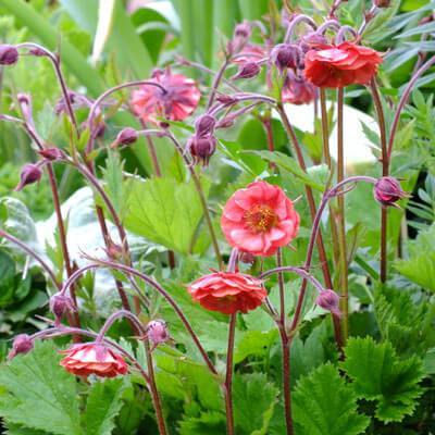 Geum coccineum: FLAMES OF PASSION butaşi trandafiri de grădină în ghiveci sau rădăcină liberă