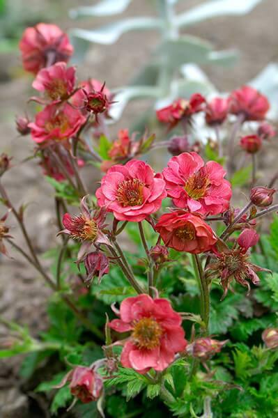 Geum coccineum: FLAMES OF PASSION butaşi trandafiri de grădină în ghiveci sau rădăcină liberă