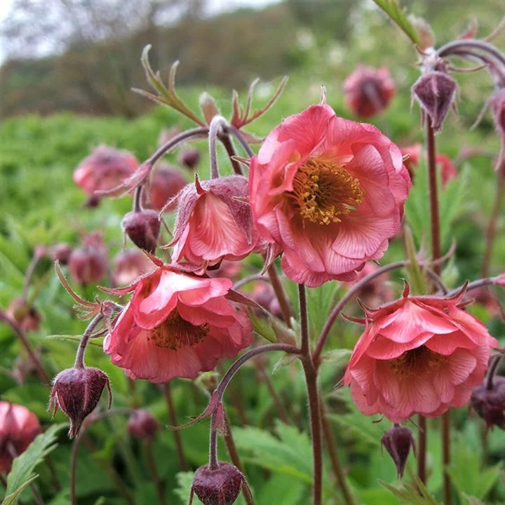Geum coccineum: FLAMES OF PASSION butaşi trandafiri de grădină în ghiveci sau rădăcină liberă