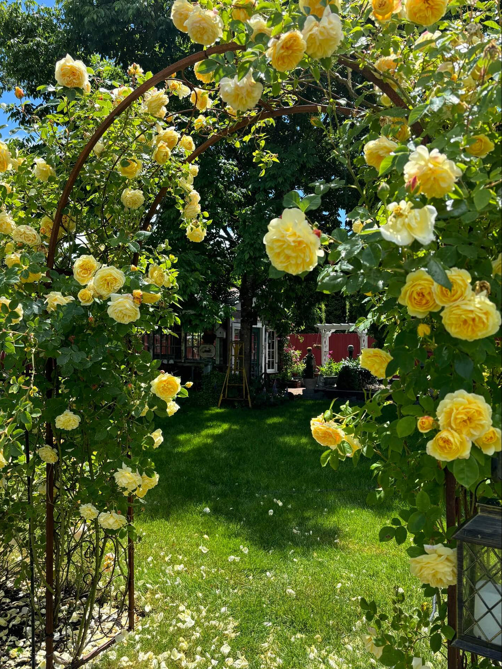 Famous Roses