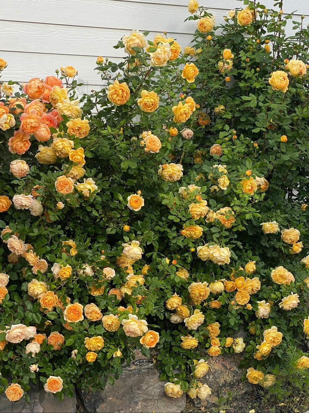 Famous Roses