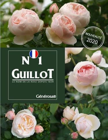 Guillot N°1
