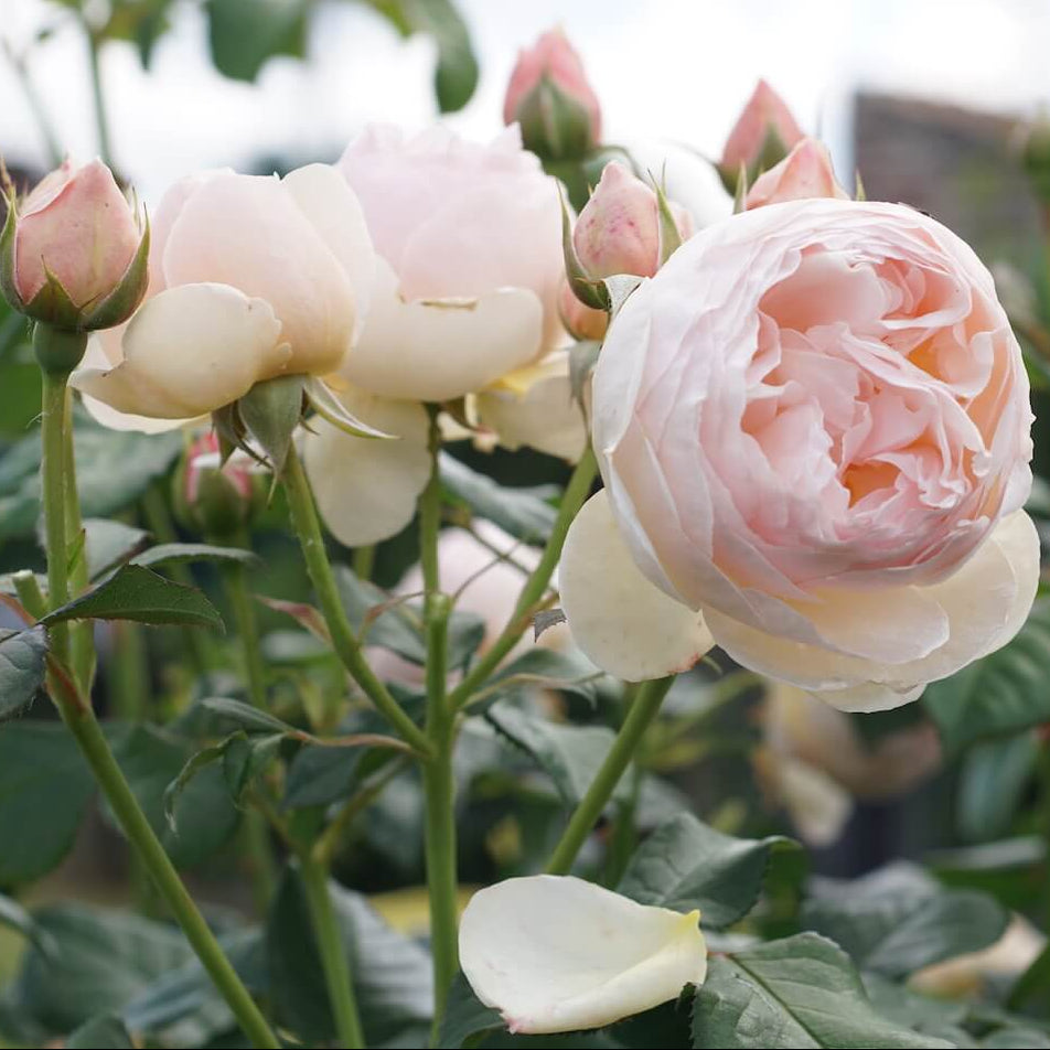 Famous Roses