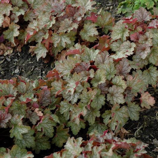 Heuchera : VILLOSA CARNIVAL FALL FESTIVAL Perene butaşi trandafiri de grădină în ghiveci sau rădăcină liberă