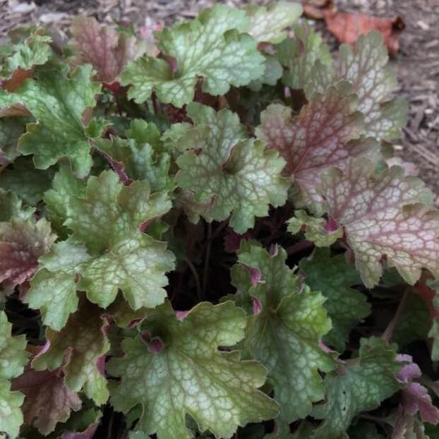 Heuchera : VILLOSA CARNIVAL FALL FESTIVAL Perene butaşi trandafiri de grădină în ghiveci sau rădăcină liberă