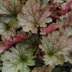 Heuchera : VILLOSA CARNIVAL FALL FESTIVAL Perene butaşi trandafiri de grădină în ghiveci sau rădăcină liberă