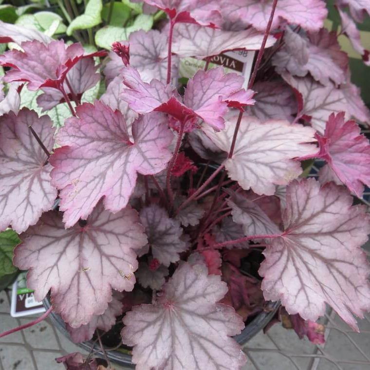 Heuchera : VILLOSA CARNIVAL ROSE GRANITA Perene butaşi trandafiri de grădină în ghiveci sau rădăcină liberă