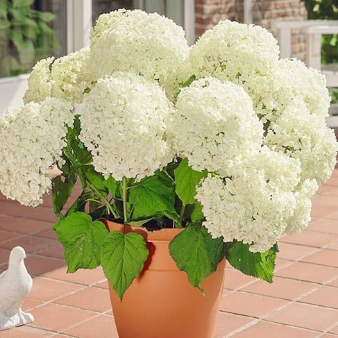 HYDRANGEA : ANNABELLE Plants butaşi trandafiri de grădină în ghiveci sau rădăcină liberă